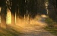 свет, дорога, деревья, утро, туман, песок, стволы, клен, польша, stefan lehmann