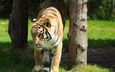 тигр, трава, деревья, хищник, дикая кошка