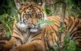 тигр, большая кошка, детеныш, суматранский тигр