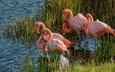 трава, озеро, фламинго, водоем, птицы, заросли, розовый фламинго