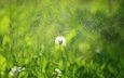 трава, зелень, цветок, дождь, одуванчик, семена, пух, пушинки, былинки