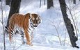 тигр, деревья, зима, хищник, сугробы, амурский тигр