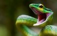 змея, зеленая, чешуя, рептилия, крупным планом, коста-рика, мамба