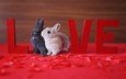 животные, лепестки, маленький, любовь, кролик, кролики, зайчик, love live