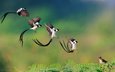 полет, птицы, клюв, перья, хвост, приземление, pin-tailed whydah, доминиканская вдовушка