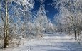 деревья, снег, зима, мороз, россия, следы