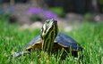трава, природа, черепаха, черепашка, пресмыкающиеся, водная черепаха, пресноводная черепаха