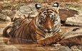 тигр, природа, камни, водоем, дикие кошки, зоопарк, большие кошки
