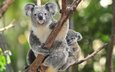 дерево, детеныш, коала, коалы