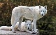 морда, природа, фон, взгляд, белый, профиль, камень, пара, два, волки, боке, полярный, арктический волк
