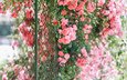 цветы, розы, забор, сад, сетка, куст, jane ha