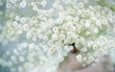 цветы, размытость, белые цветы, гипсофила