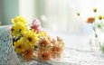 цветы, размытость, букет, хризантемы