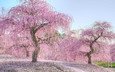 деревья, природа, цветение, весна, сакура, nogata hiroshi