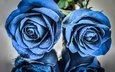 цветы, отражение, розы, капли воды, голубые цветы