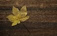 осень, лист, прожилки, деревянная поверхность