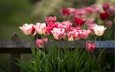 цветы, бутоны, забор, весна, тюльпаны, стебли, боке