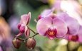 цветы, ветка, цветение, лепестки, розовые, орхидея, орхидеи, фаленопсис