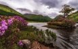 цветы, деревья, озеро, горы, природа, скала, остров, шотландия