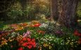 цветы, деревья, парк, тюльпаны, германия, нарциссы, баден-вюртемберг, остров майнау