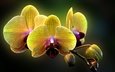 цветы, макро, орхидея, фаленопсис