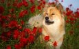 цветы, природа, лето, собака, маки, животное, пес, евразиер, birgit chytracek, . цветы