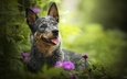 цветы, зелень, мордочка, взгляд, собака, друг, язык, пес, австралийская пастушья