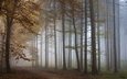 деревья, лес, туман, осень, тропа