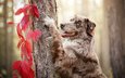дерево, листья, осень, собака, животное, ствол, пес, плющ, австралийская овчарка