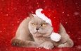 новый год, фон, кот, мордочка, усы, кошка, взгляд, колпак, британская короткошерстная кошка