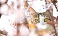 глаза, дерево, кот, мордочка, усы, кошка, взгляд, весна, вишня