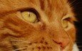 глаза, кот, мордочка, усы, кошка, взгляд, рыжий кот, желтые глаза, yellow eye, рыжый кот