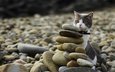 камни, берег, галька, кот, мордочка, усы, кошка, взгляд, ошейник