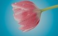цветок, капли, лепестки, бутон, розовый, тюльпан