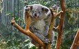 природа, дерево, животные, коала, сумчатые
