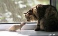 кошка, окно, крыса, подоконник, знакомство