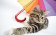 кот, мордочка, усы, кошка, взгляд, зонтик, лапка
