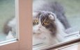 кот, мордочка, кошка, взгляд, окно, пушистая, шотландская, вислоухая, желтые глаза