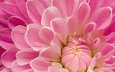 макро, цветок, лепестки, розовый, георгин, крупным планом