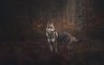 лес, собака, боке, чехословацкая волчья, чехословацкий влчак, чешский волчак