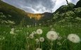 небо, цветы, трава, облака, холмы, лето, одуванчики, норвегия