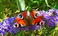 макро, насекомое, бабочка, крылья, цветочки, павлиний глаз