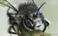 макро, насекомое, фон, взгляд, крылья, животное, пчела, шмель