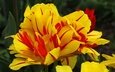 цветы, макро, лепестки, весна, тюльпаны, тюльпан