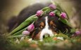 морда, цветы, собака, тюльпаны, животное, пес, бернский зенненхунд, anne geier