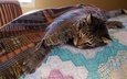 морда, кот, кошка, отдых, кровать, одеяло, лапа