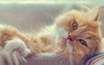кот, мордочка, усы, кошка, взгляд, рыжий кот, персидская кошка