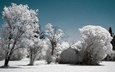 небо, деревья, снег, зима, иней, инфракрасный снимок