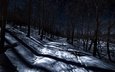 ночь, деревья, снег, лес, зима, лиса, следы, лисица