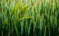 природа, поле, колосья, пшеница